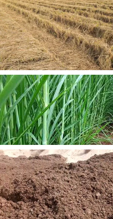 BIO Gas Consultant Services