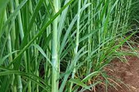 Napier Grass